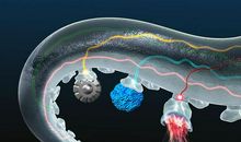 从章鱼身上受到的启示