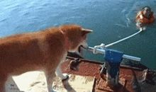 我希望养一只小狗