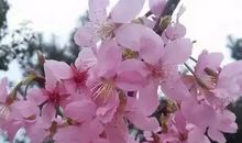 春在轻盈的三月