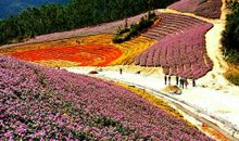 追寻春天的足迹