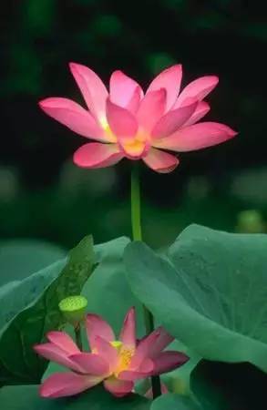 盛夏的莲花