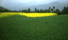 走进了春天的田野