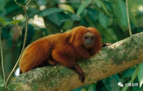 山上没有老虎，猴子是国王