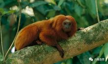 山中无老虎，猴子称大王