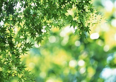 窗外的夏天