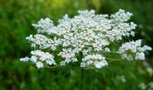 依靠心灵的纯洁