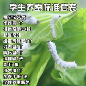 送出蚕宝宝