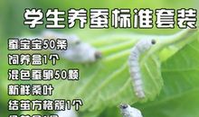 把蚕宝宝送出去