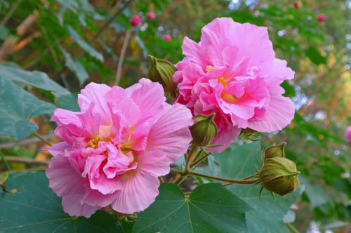 芙蓉梦