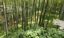 绿色拨动了我的心弦