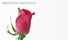 那儿有一支支缓缓的歌