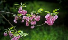 春，你慢慢地走