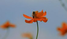 在那鸟语花香的地方