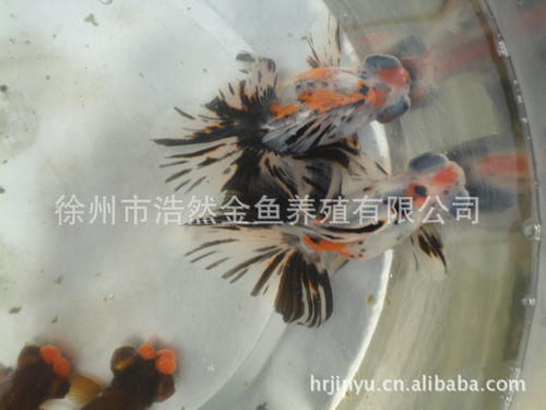 炸薯条