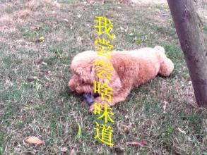 拿起皂苷