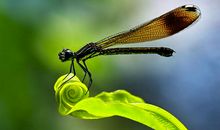 奇妙的虫子世界