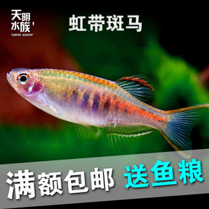 红斑马