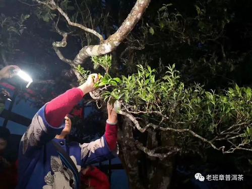 我脑海中的树王