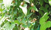 怀念农村的味道