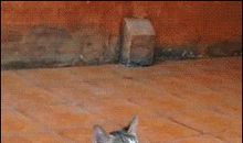 身残志坚的黄敏