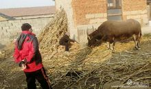 热情的黄牛伯伯