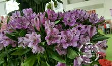 我最喜欢的花――水仙