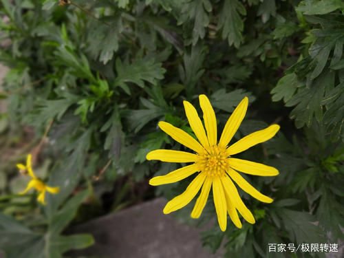 距离之美