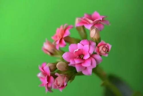 妈妈爱你是一朵美丽而幸福的花