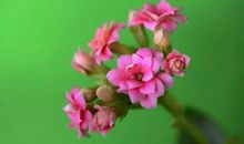 母爱你是一朵美丽幸福的花