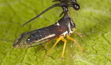 奇怪的昆虫奥运会