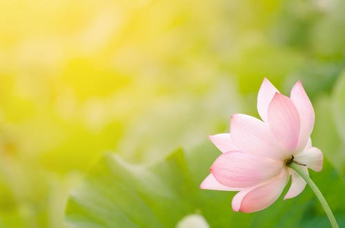 早晨的莲花