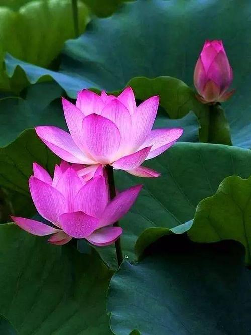 夏至圣约莲花鉴赏