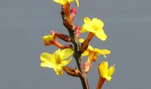 春天的使者一一迎春花