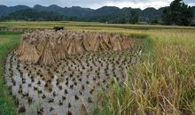 收割水稻的季节
