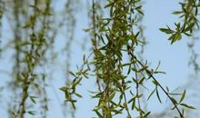 想你在浓浓的春阳里