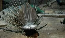 孔雀开屏的秘密