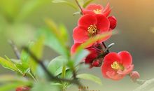 海棠无香（上）