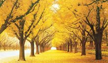 小落叶的秋天之旅