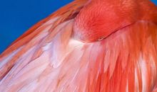 鸟美，不在羽毛