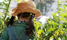 采茶的感觉真好