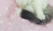 我的小猫“花花”