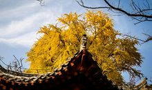 外公家的银杏树