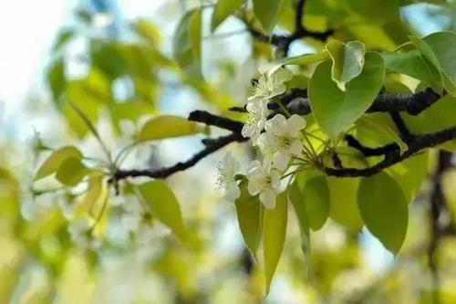 簌簌梨花情感思想