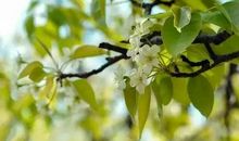 簌簌梨花动情思