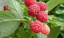 酸酸甜甜覆盆子