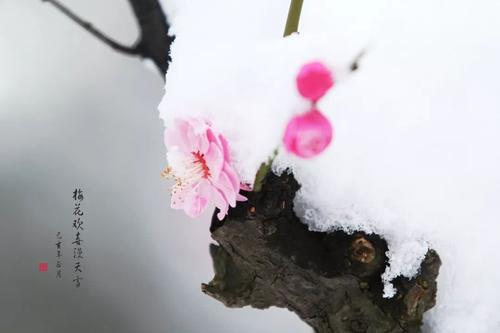 梅花在雪地里