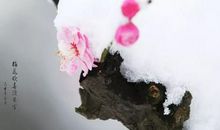 在那风雪之中开放的梅花