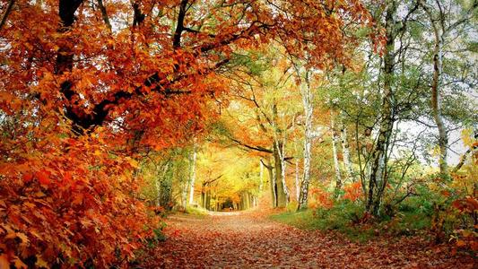 当秋叶再次落下