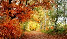 又到秋叶飘落时