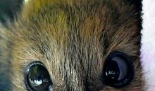 小蝙蝠的大梦想